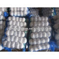 5.5cm 5P pure white garlic